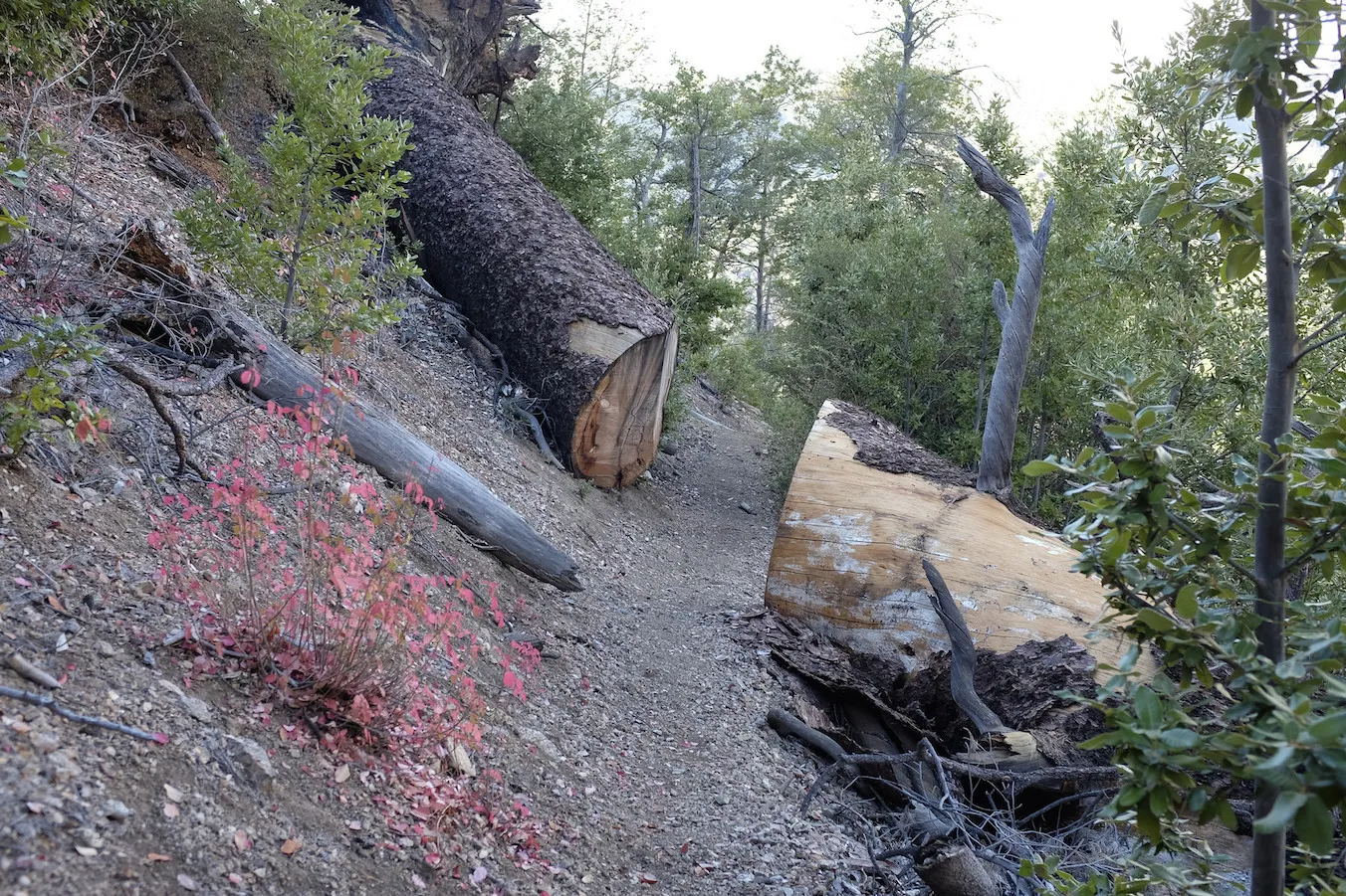 Trail clearing